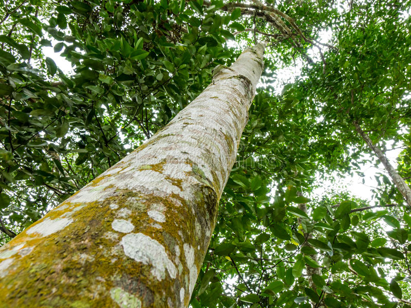 Fun Facts About Agarwood, The Wood of God