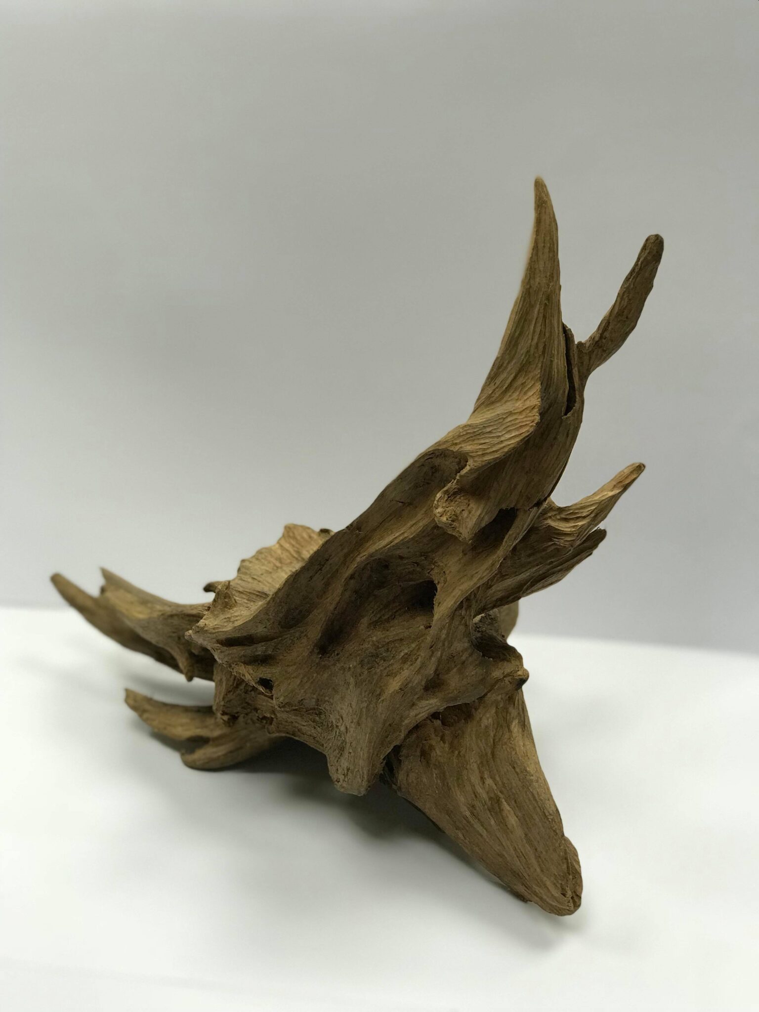 The Wood of God: Insense’s Agarwood Collection